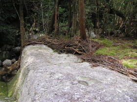 岩の上に根が張っている杉