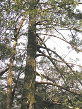 枝の付け根から別の木が生えている杉