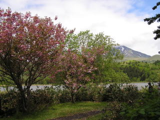 利尻島　オタトマリ沼畔の八重桜